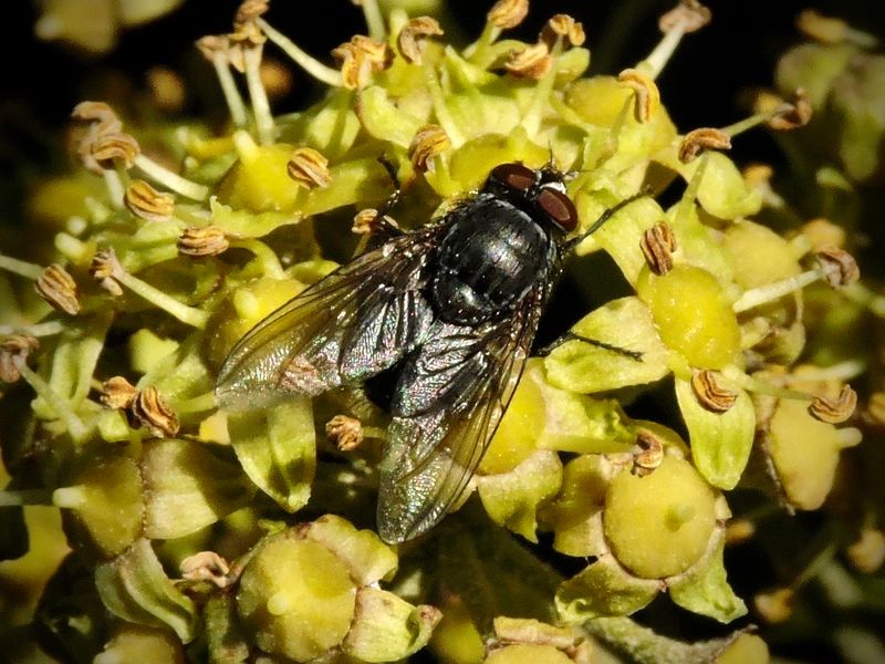 Spyflugor