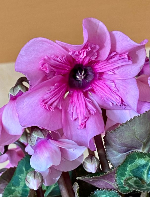 Cyclamen  petticoatjpeg