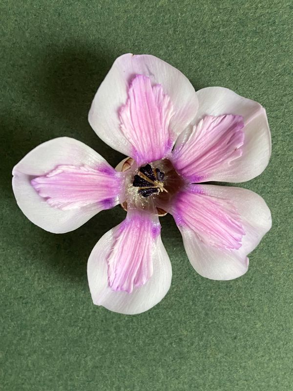 Cyclamen petticoat