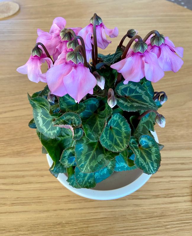 Cyclamen Petticoatjpeg