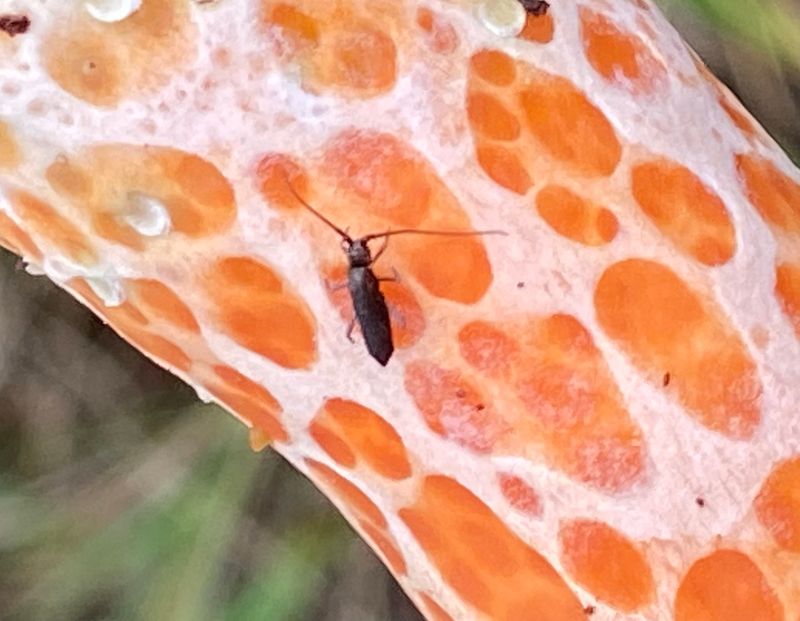 Pogonognathellus longicornis.jpeg