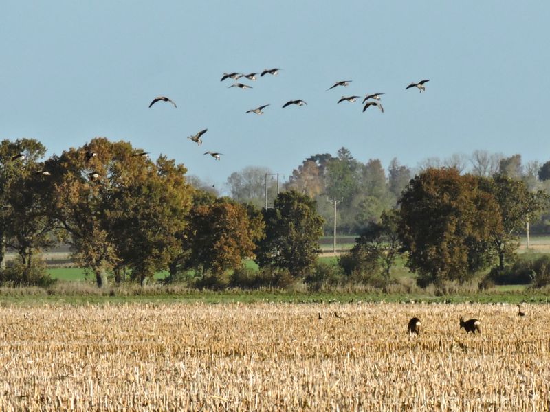 Geese and two Deer.jpeg