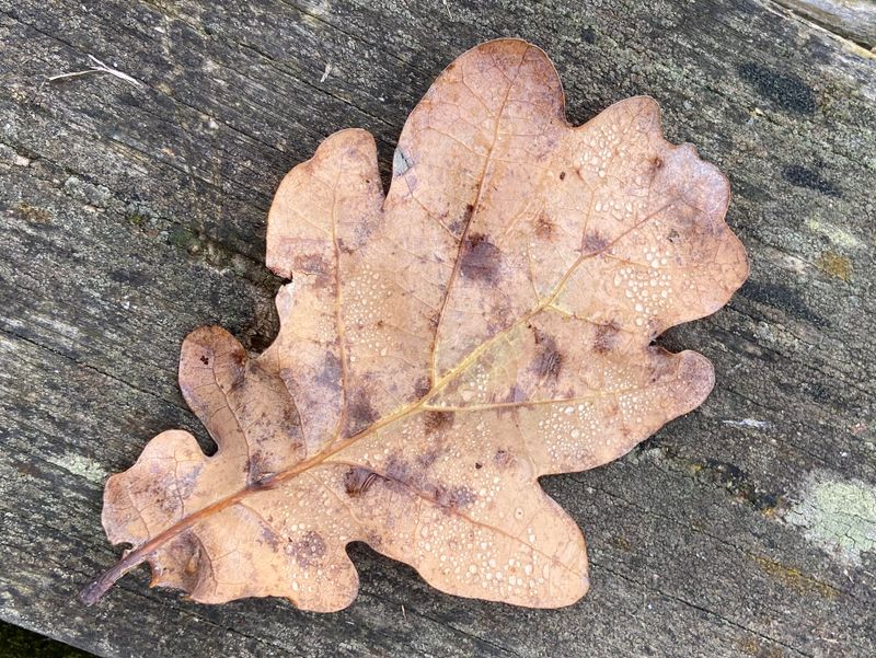 Oak leaf.jpeg