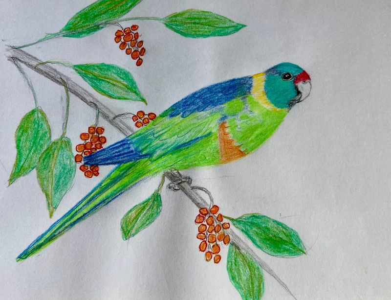 Bird drawings and paintings