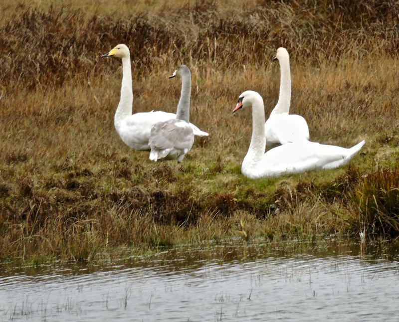 Swans