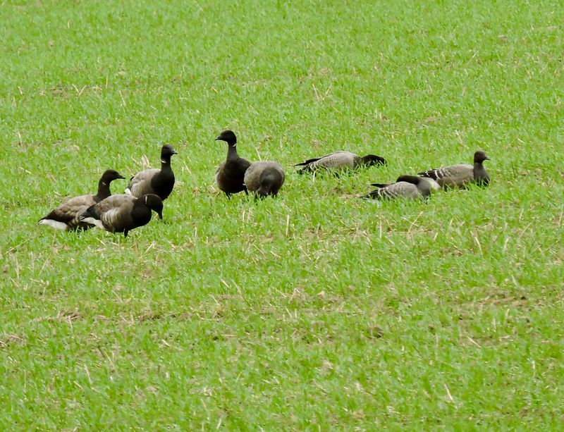Prutgs - Brent geese.jpeg