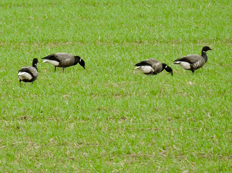 Brent Goose - Prutgås