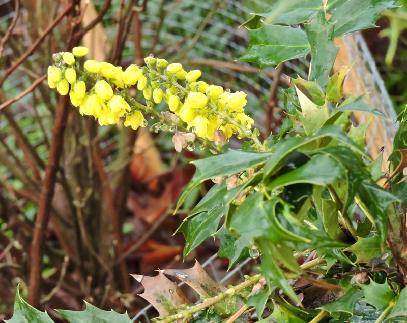 Vinter Mahonia.jpeg