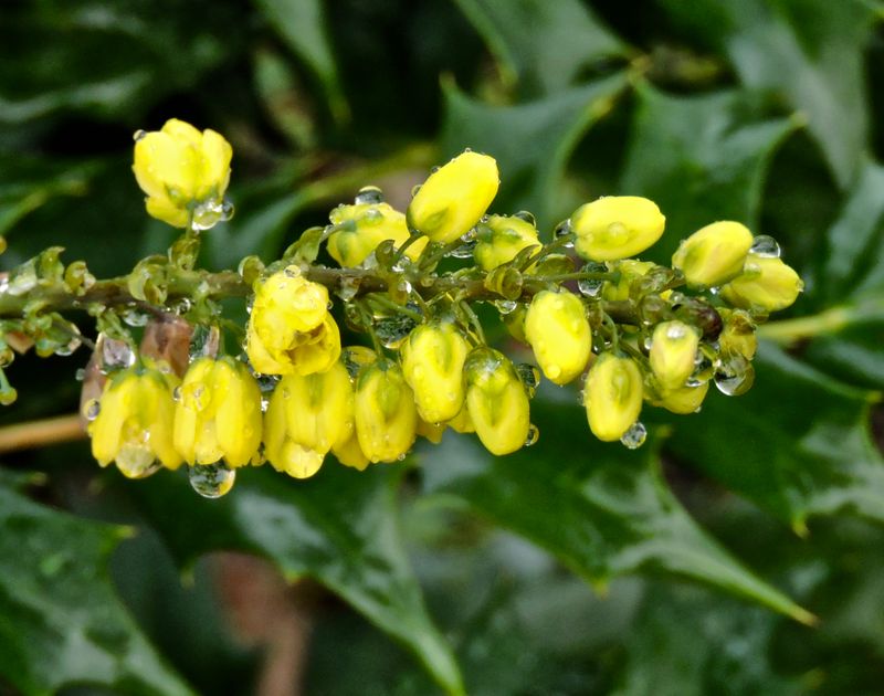 Vinter Mahonia.jpeg