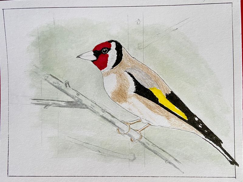 Goldfinch - Steglits.jpeg