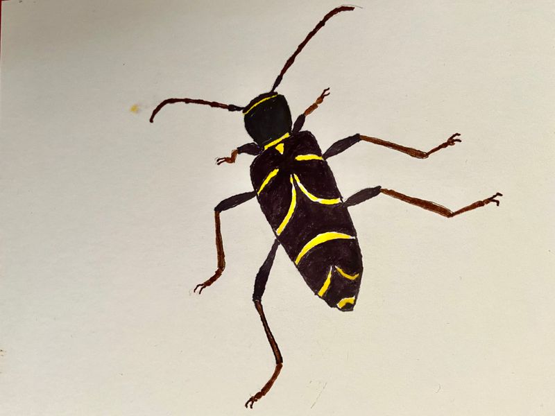 Lvgetingbock - Clytus arietis.jpeg