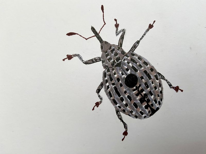 Flenrtsvivel -  Cionus scrophularidae.jpeg