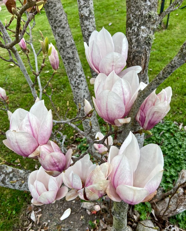 Magnolia.jpeg