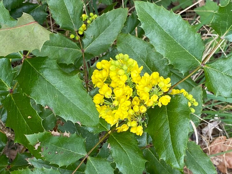 Mahonia.jpeg