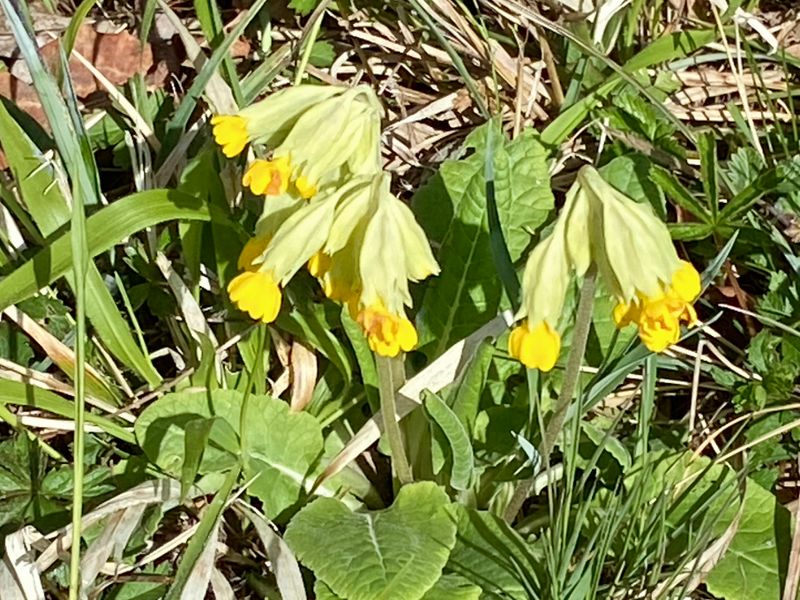 Gula blommor
