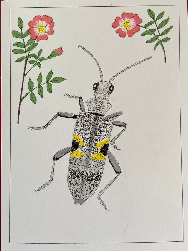 Painted Beetles