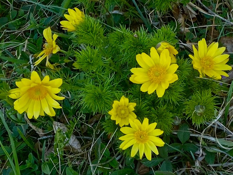 Gula blommor