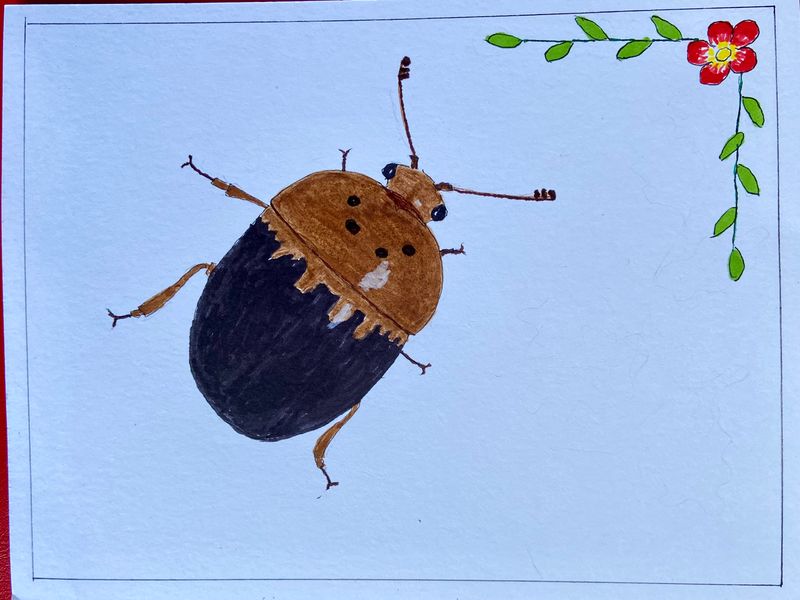 Painted Beetles