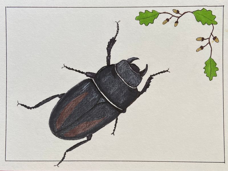 Painted Beetles