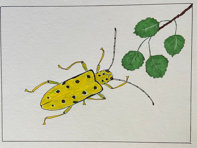 Grn aspvedbock.jpeg