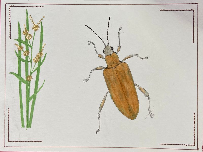 Painted Beetles