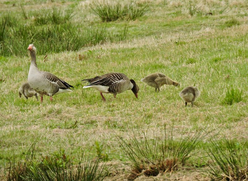 Greylag geese - Grågås
