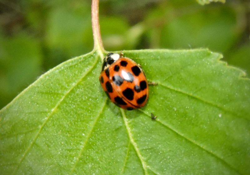 Nyckelpigor - Coccinellidae