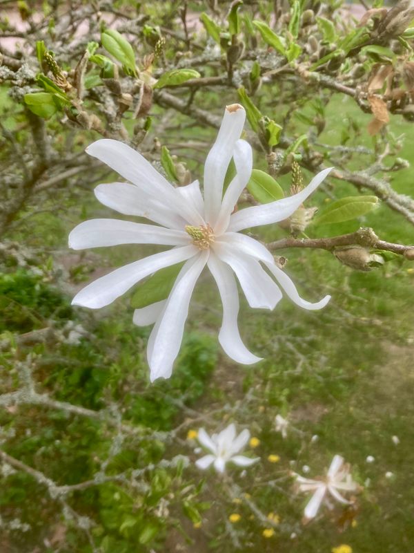 Vita blommor