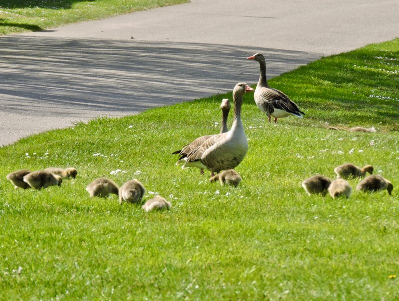 Greylag geese - Grågås