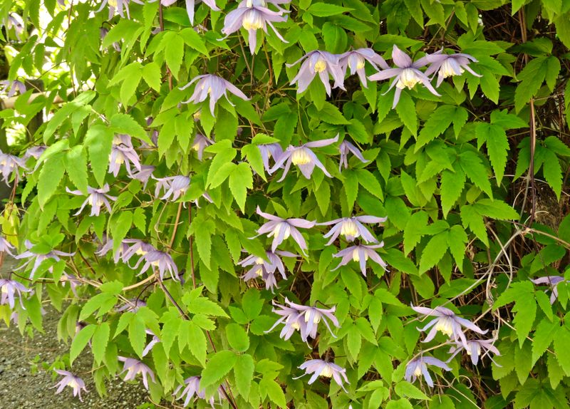 Clematis.jpeg