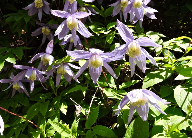 Clematis.jpeg