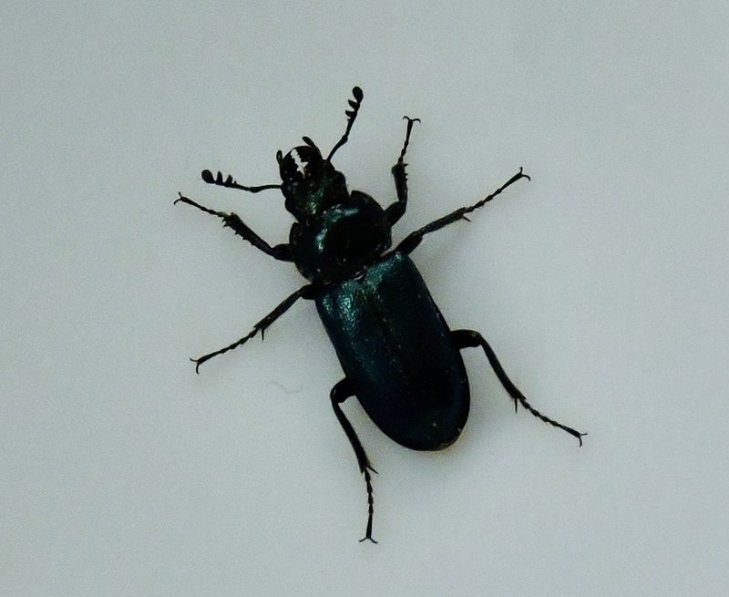 Ekoxbaggar - Lucanidae