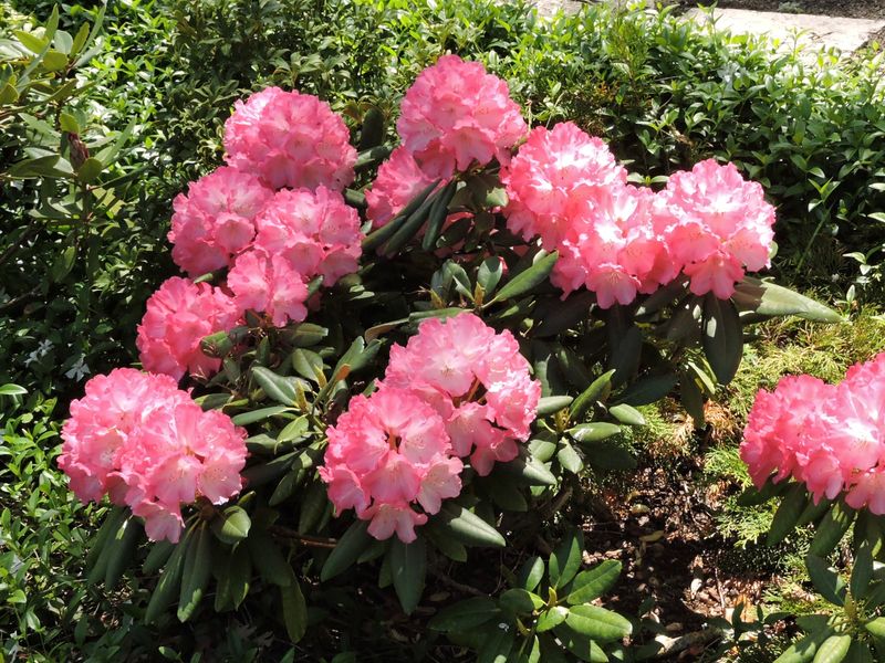 Rhododendron.jpeg