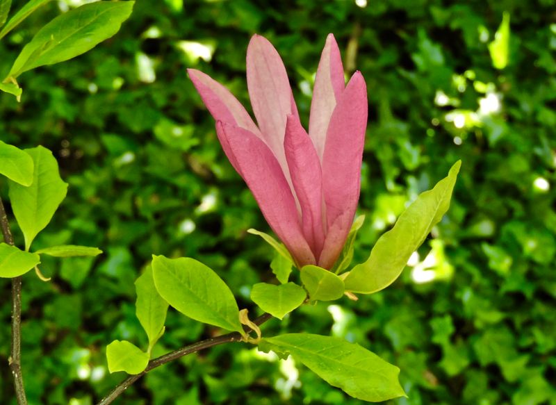 Magnolia.jpeg