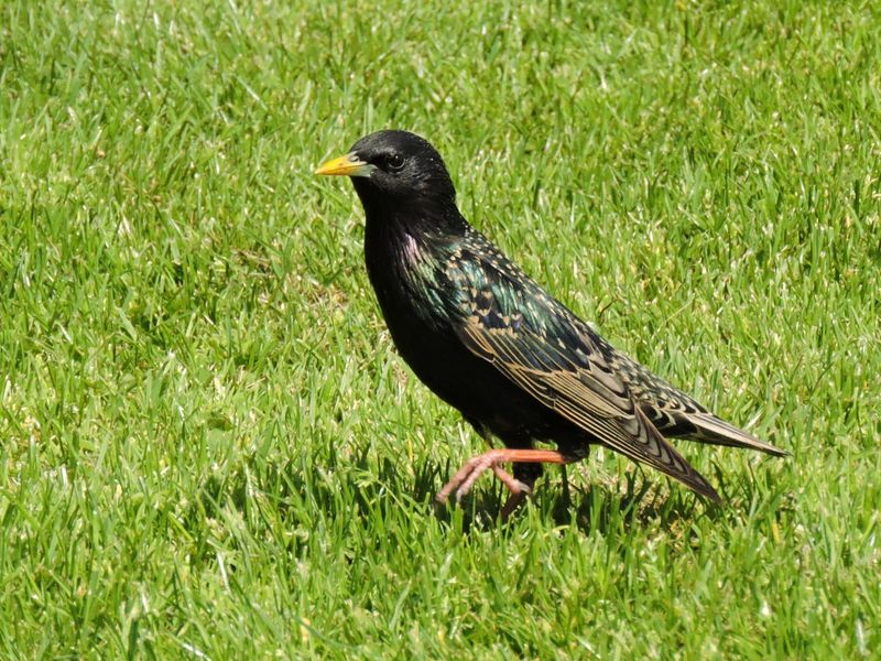 Starlings
