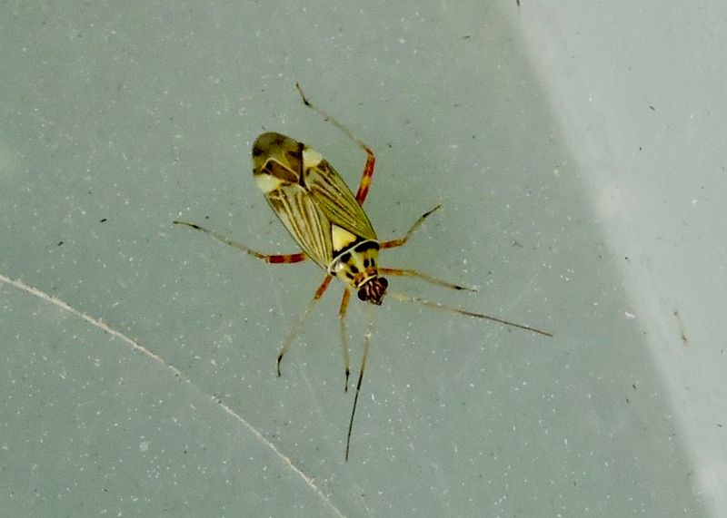 Skinnbaggar - Heteroptera