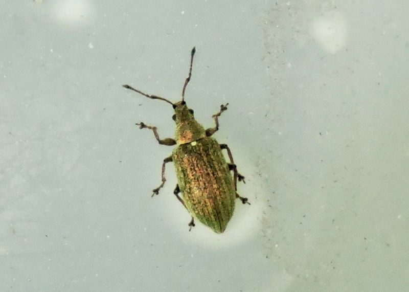 Vivlar - Curculionoinea