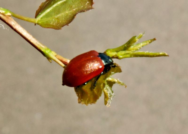 Glansbaggar - Nitidulidae