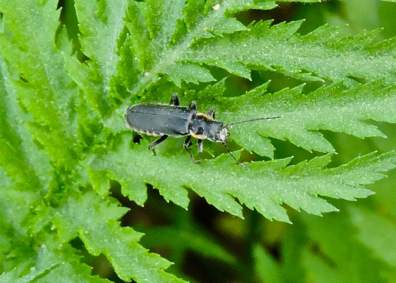  Cantharis obscura.jpeg