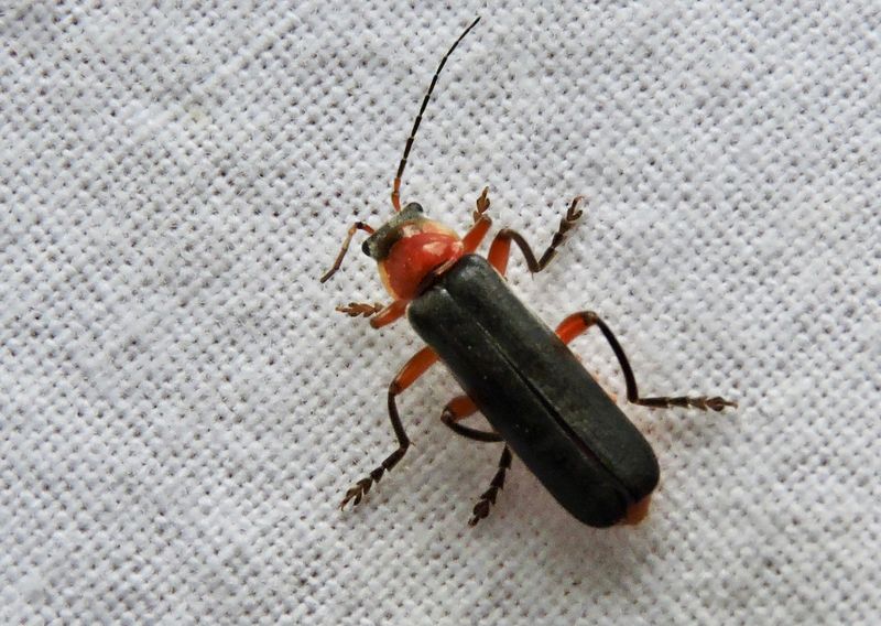 Flugbaggar - Cantharidae