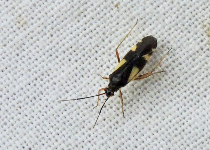 Miridae - Ängsskinnbaggar