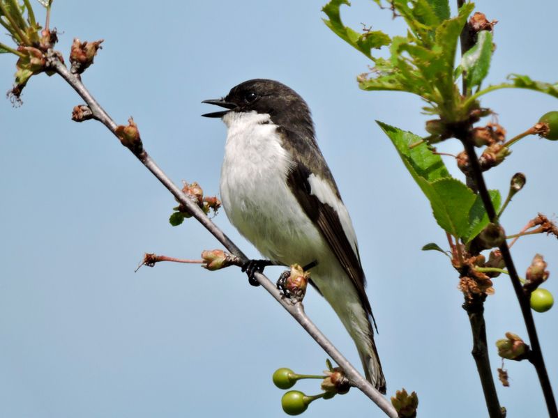 Pied flycatcher, lpeg