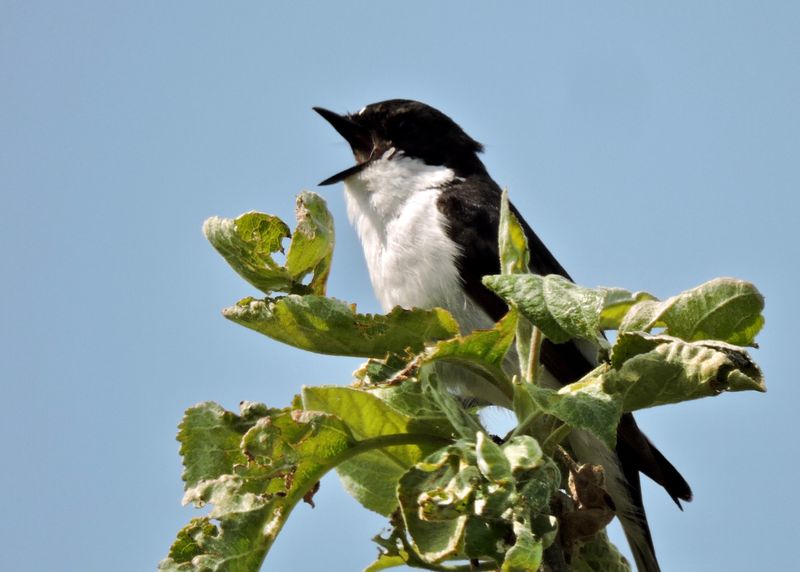 Flycatchers, Robin, Bluethroat