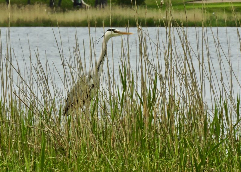 Grey Heron