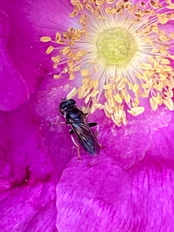 Blomflugor