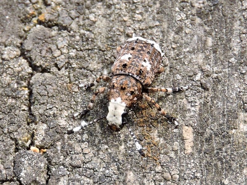 Anthrididae - Plattnosvivlar