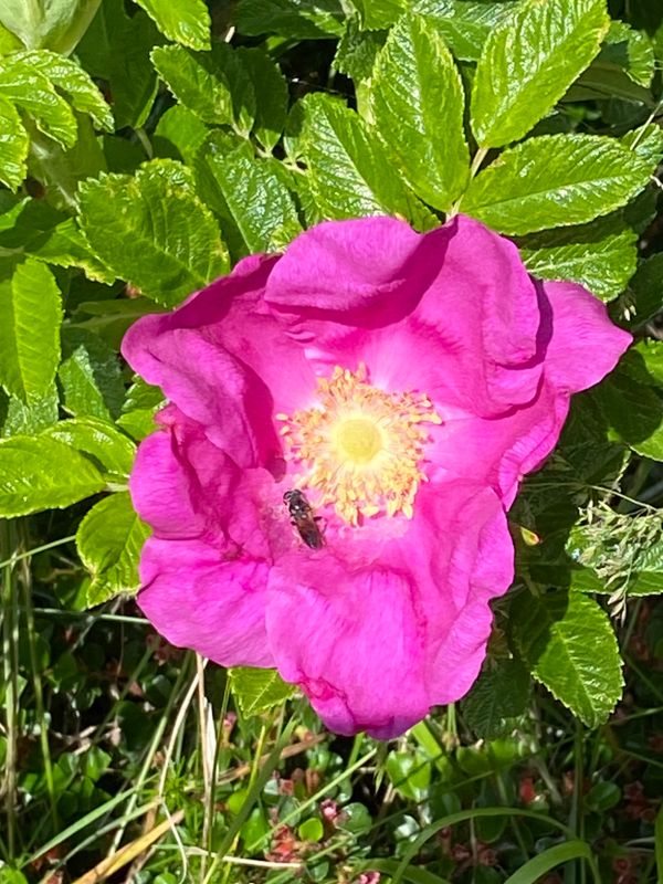IMG_1284.jpeg
