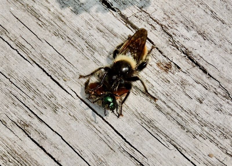 Laphria flava.jpeg
