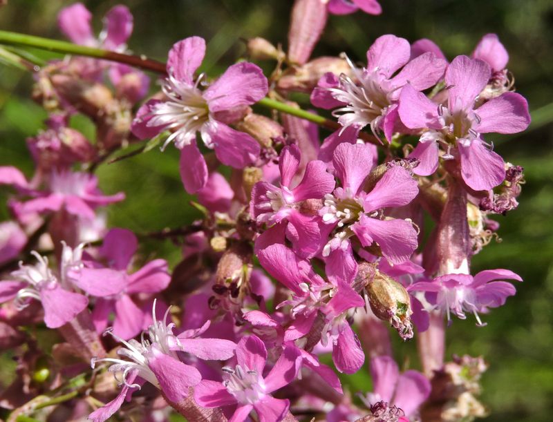 Tjrnblomster.jpeg