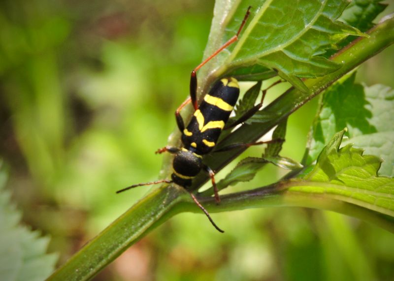 Långhorningar- Cerambycidae